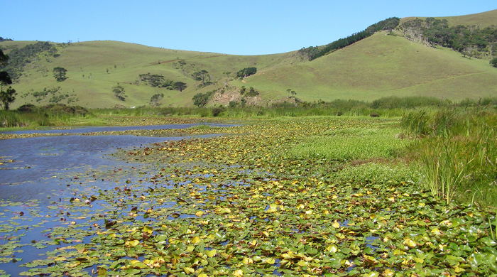 Mexican water lily growing on a lake.