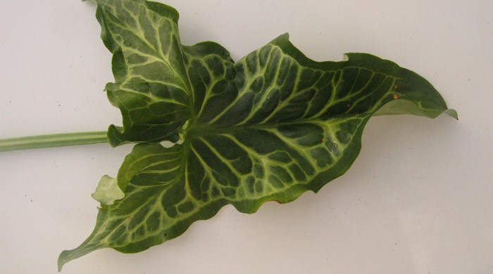 Arum Lily single leaf