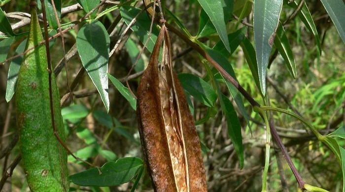Close up of immature and mature Wonga Wonga vine seed pods.
