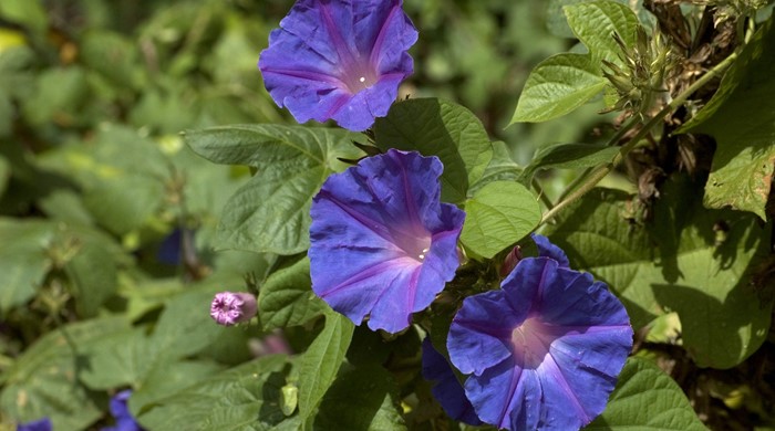 A trio of blue morning glory flowers.