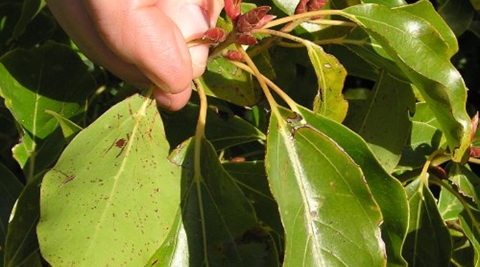 A hand holding the small red seeds of the camphor laurel.