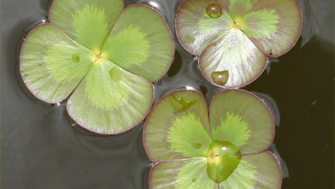 Three Nardoo leaves on the water surface.