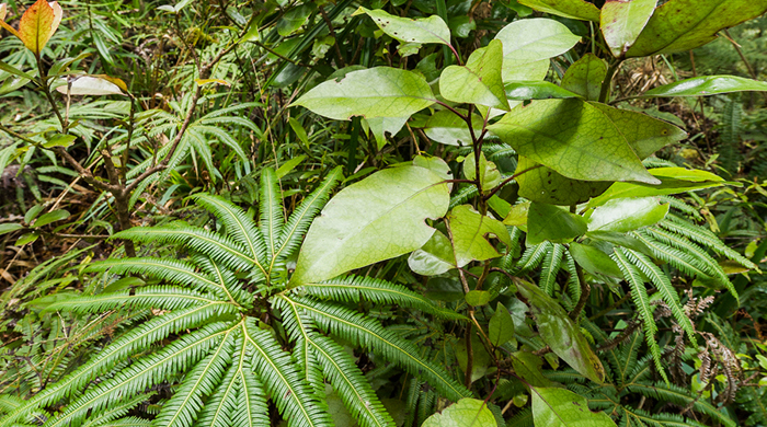 Grouping of small fern plants.