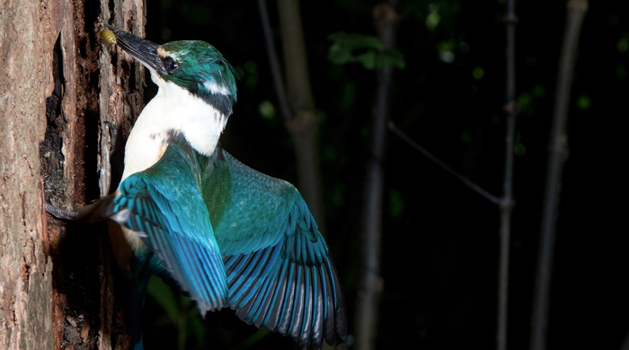 Kotare (kingfisher) perches on the side of a tree trunk with an invertebrate in its beak.