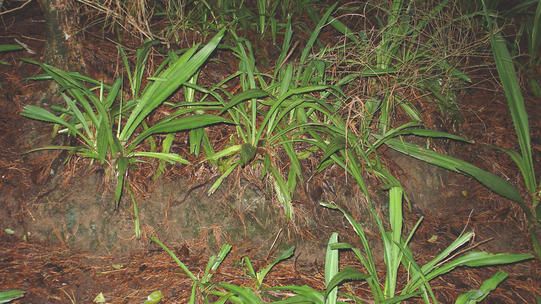 Furcraea foetida growing on a slope.