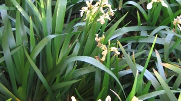 A clump of Stinking Iris in flower.