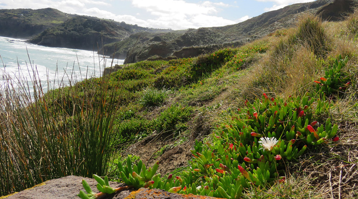 Coastal turf surrounded by oioi reed.