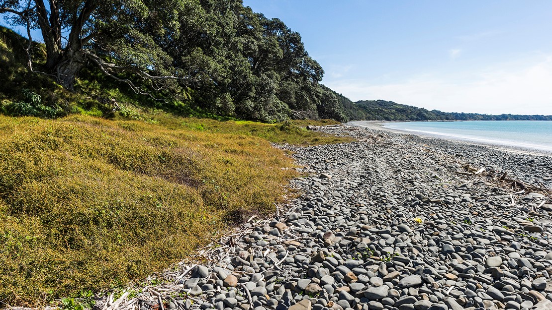 Stony beach with ocean to the right, dense ground cover of pōhuehue vine lined with pohutukawa to the left.