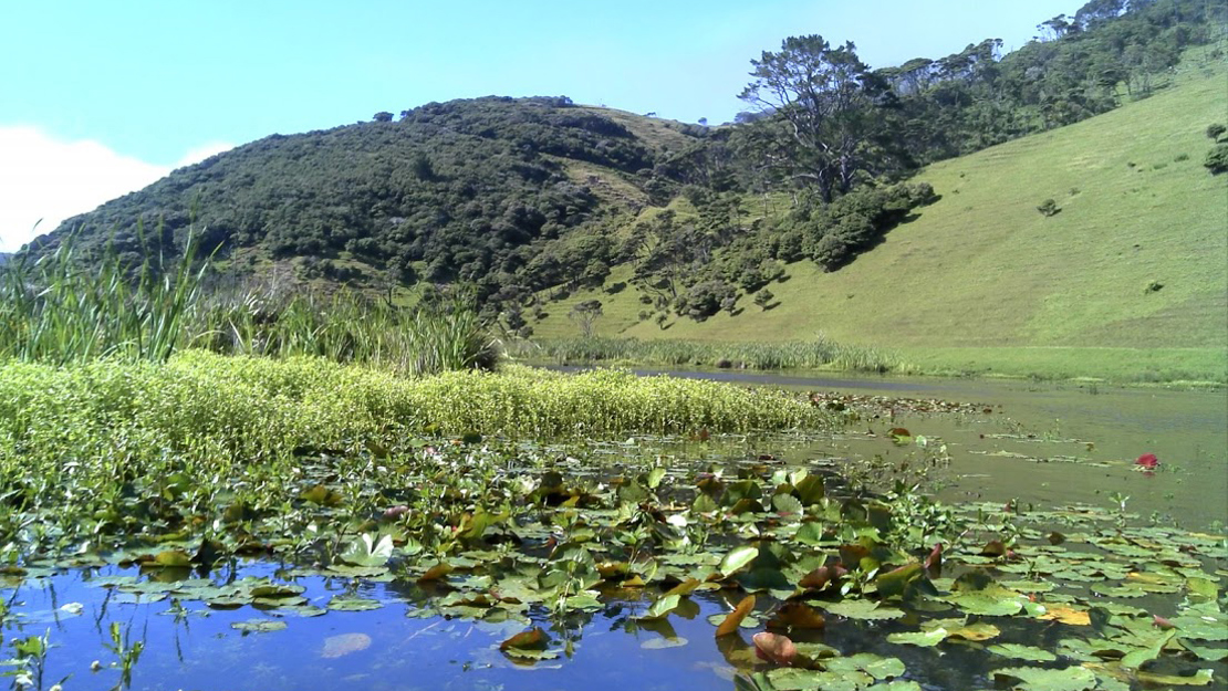 Mexican water lily growing in a lake.