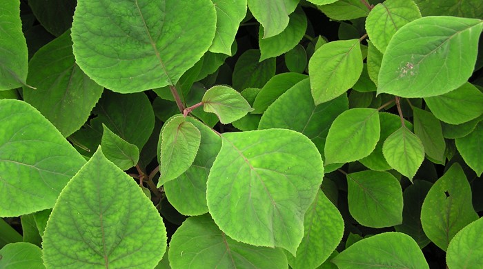 Broad dark green leaves of the bartellina plant.