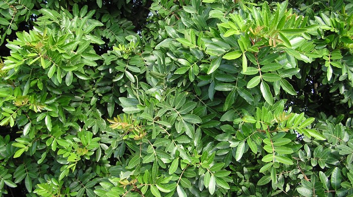 Brazilian pepper tree showing its dense foliage.