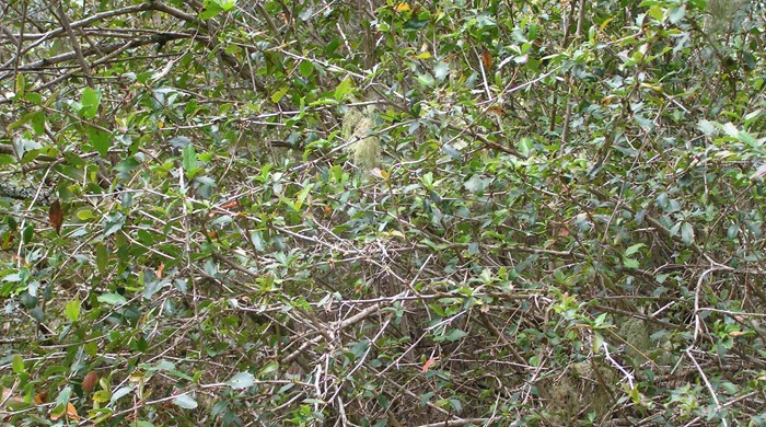 Established barberry shrub forming a thick bush.