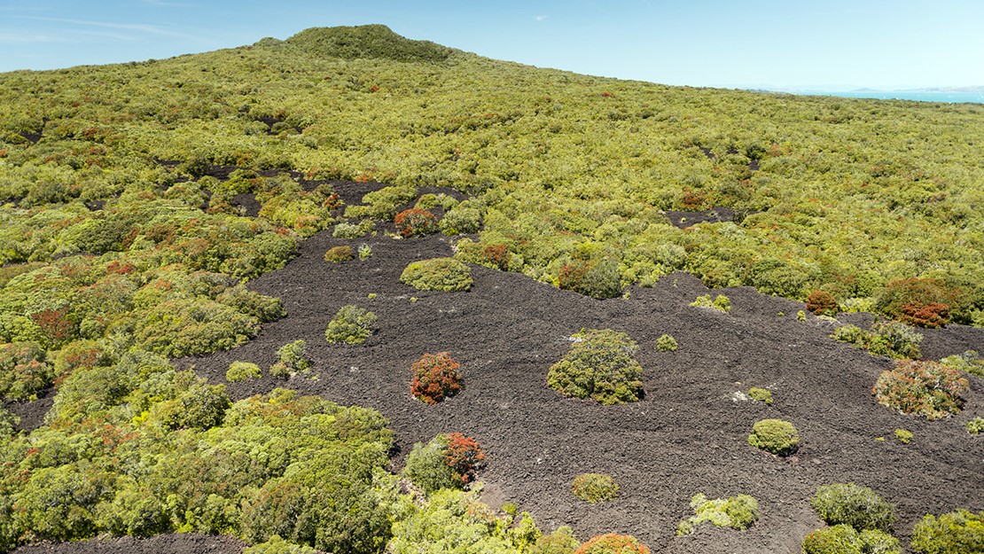 Forest-capped cone of Rangitoto volcano dispersed with a'a lava at the base.