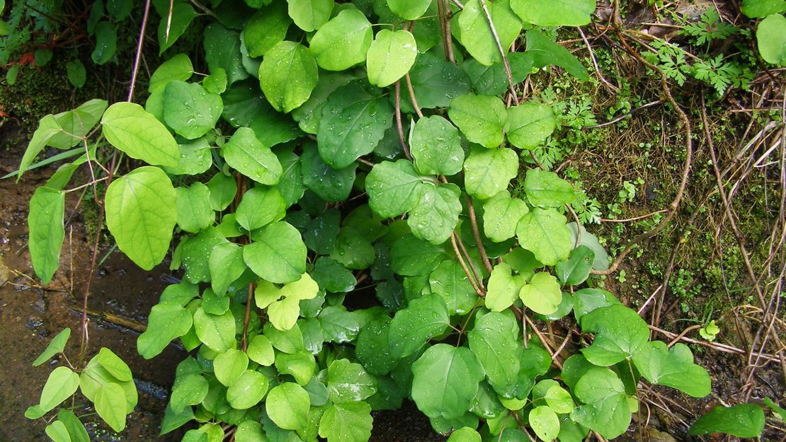 Crawling vines of akebia trifoliata.