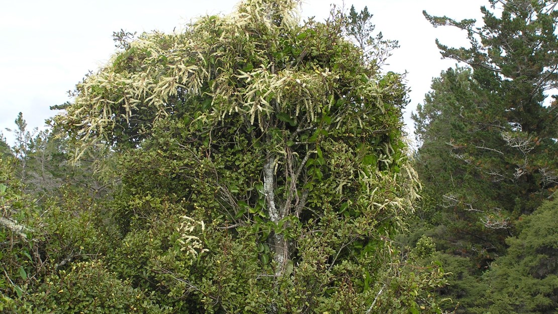 Madeira vine in tree canopy.