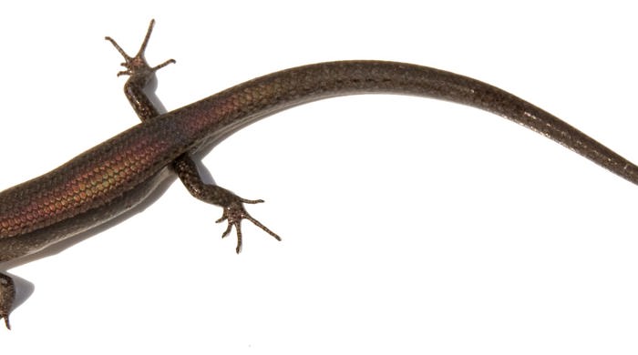 A long skinny plague skink. 