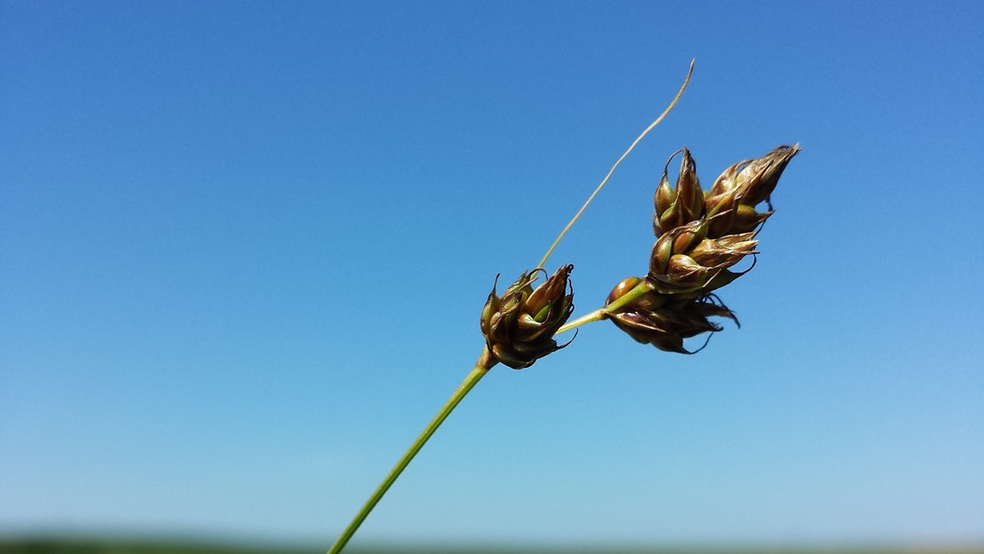 A stalk of divided sedge in an open field.