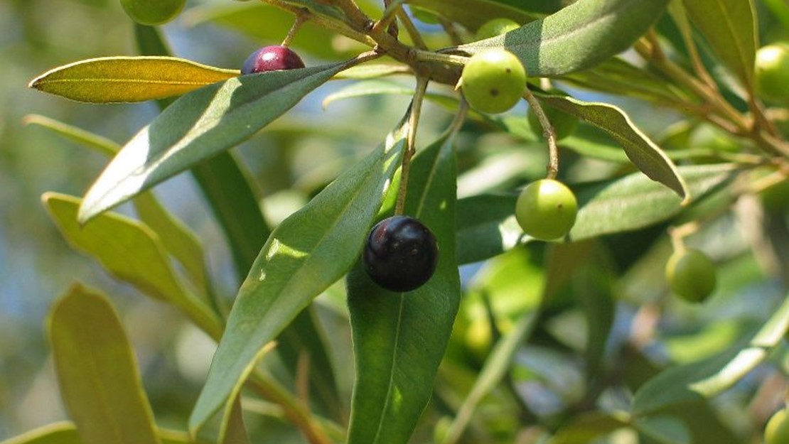 Close up of olives hanging on the branches of feral olive.