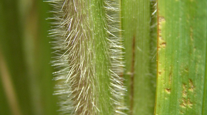 Close up of an african feather grass stem with short hairs.