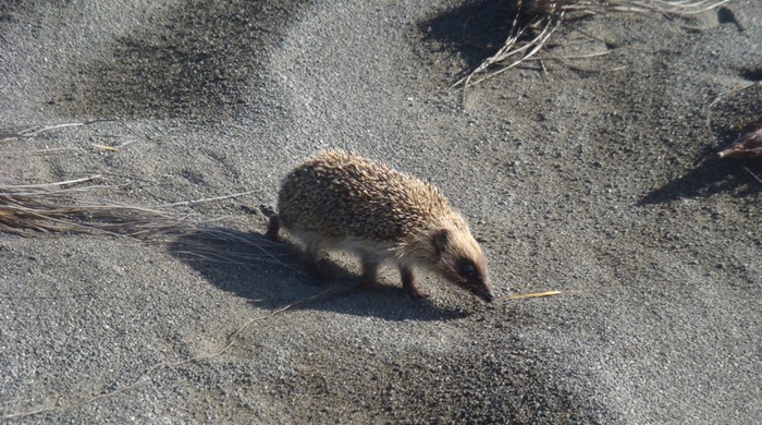 A hedgehog navigating the sandy dunes. 