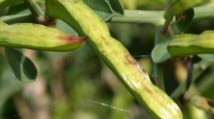 A spiny broom seed pod.