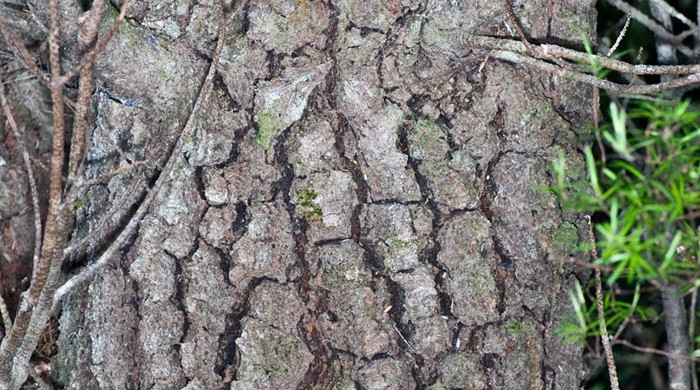 Lodgepole Pine trunk.