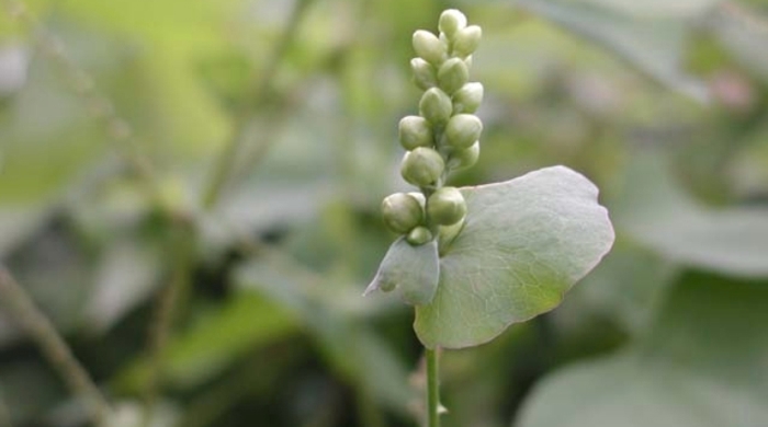 A stalk of devil's tail berries.