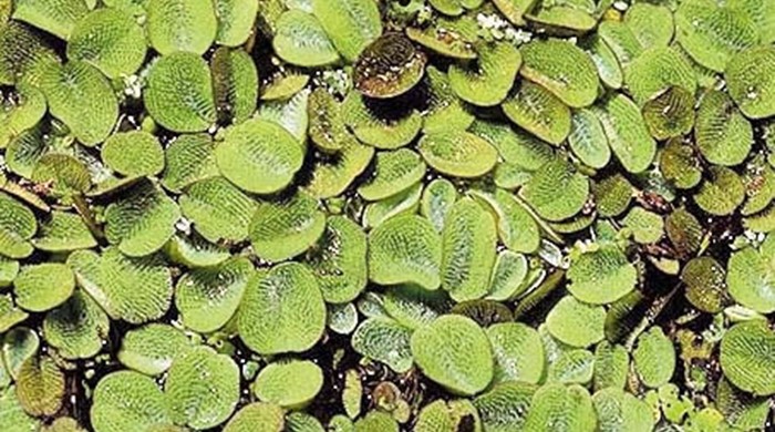 Mature salvinia leaves covering a waterway