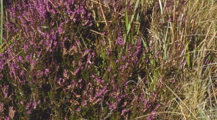 Heather growing in field of grass.