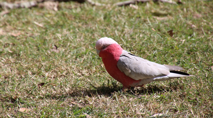 A galah on the grass.