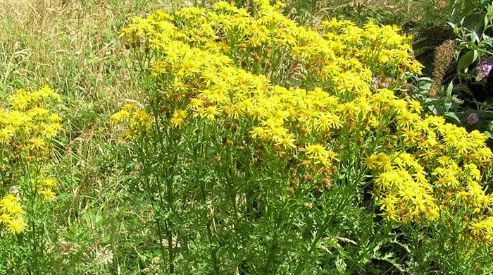 A ragwort with yellow flowers.