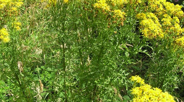 A ragwort with yellow flowers.