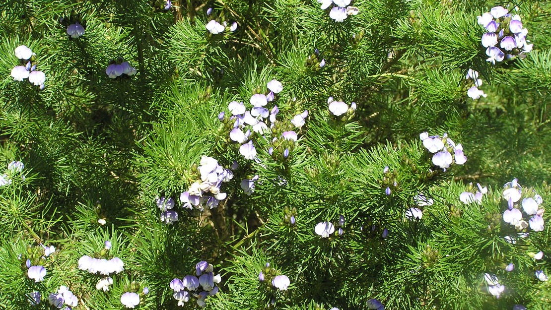 Scattered purple flowers all over the dally pine tree.