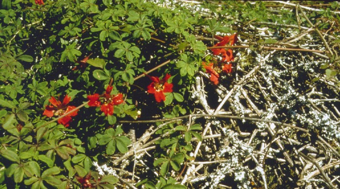 Chilean flame creeper in a mess of branches.