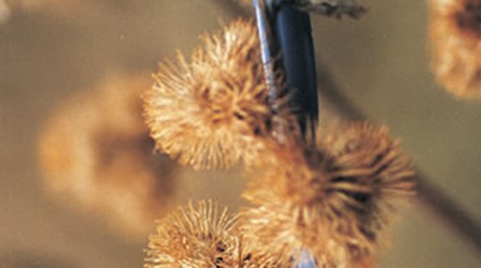 A stalk of burdock with dried flowers next to a pen.