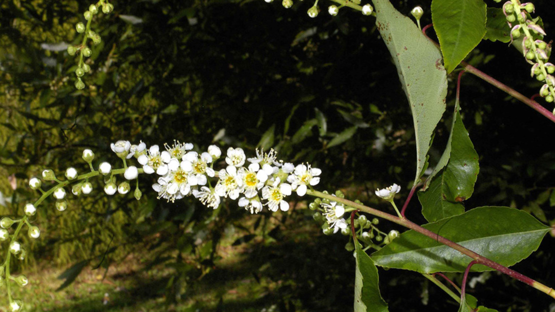 Rum cherry flowers.