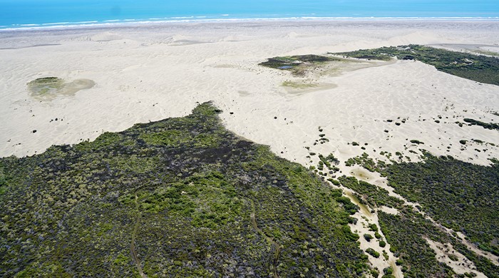 Sedgeland in the Papakanui dunes.