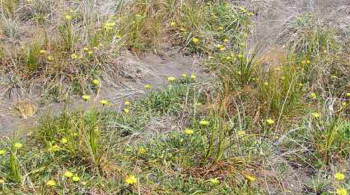 Gazania growing in a sand dune.