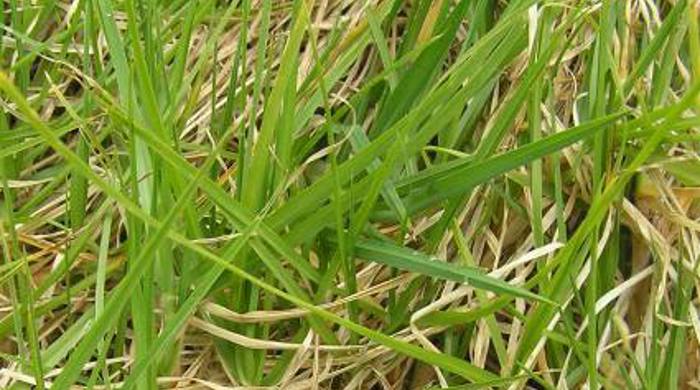 Kikuyu mat of new and dead leaves.