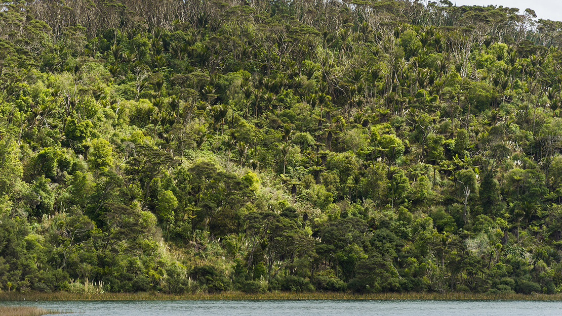 A forest of tōtara, kānuka, broadleaved trees lines a water's edge.