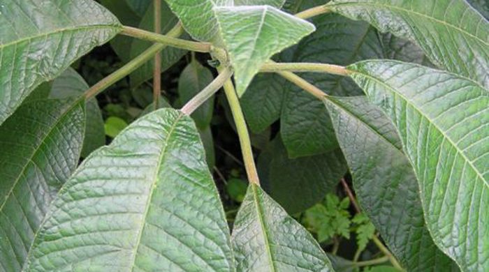 Close up of new leaves of Bolivian fuchsia.