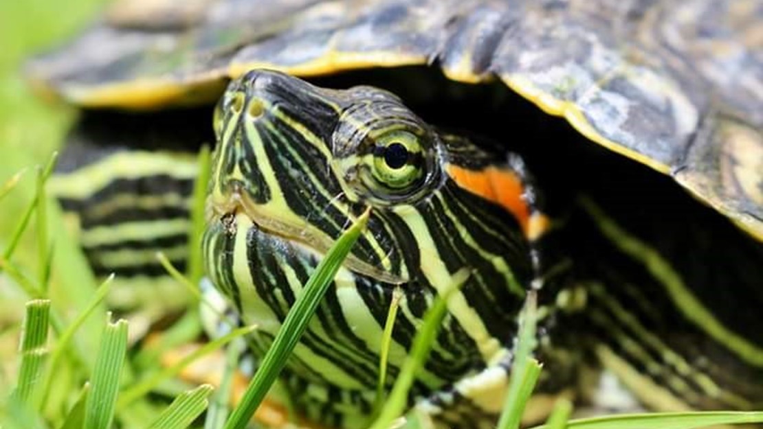 A red eared slider turtle has black and green skin as it peeks out from under its shell. 