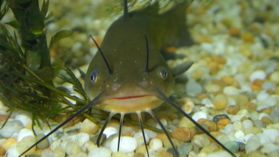 Brown bullhead catfish with long whiskers.
