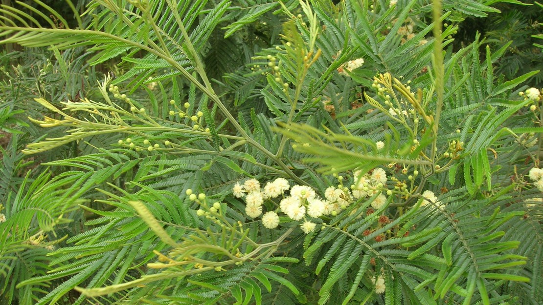 A sprawling black wattle bush with clusters of flowers in the centre.