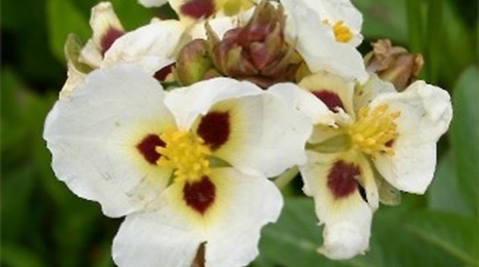 Photo showing the white Sagittaria flowers.