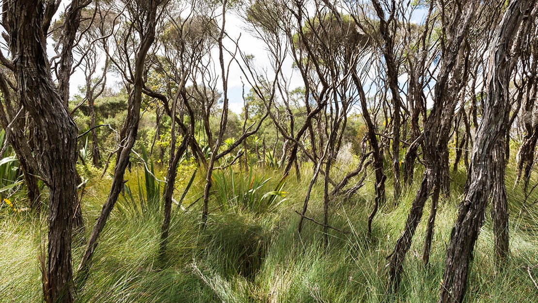 Cluster of mānuka trunks appear tangled growing out of tall fern scrub.