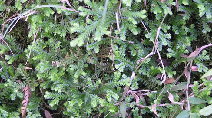 Thick mat of African club moss.