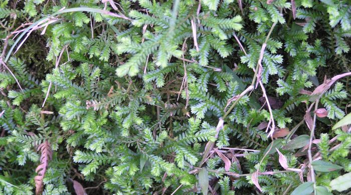 Thick mat of African club moss.