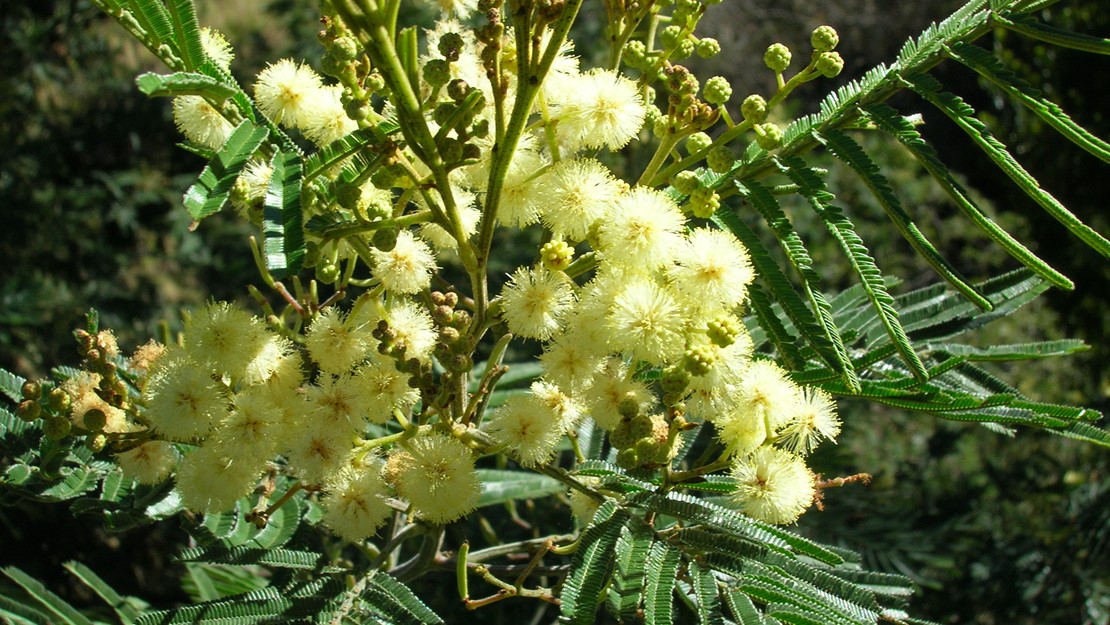 A black wattle bush with a cluster of yellow white fussy flowers in the centre and hundreds of tiny leaves branching out from the centre.