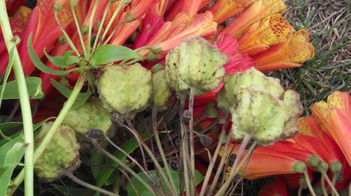 Bomarea flowers and seeds laid on the ground.